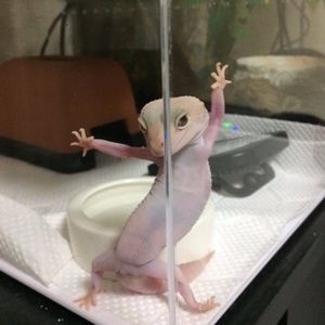 Meet your Posher, Cheyenne